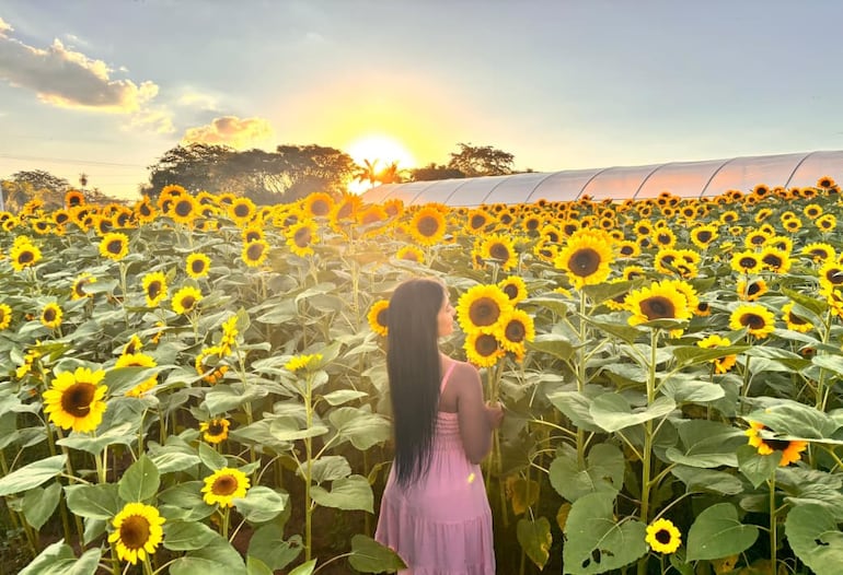 Los visitantes disfrutan de sesiones de fotos en el campo de girasoles de Caba&ntilde;as.