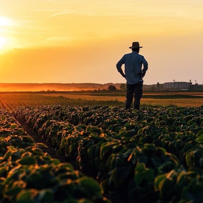 Nivel de producción del Chaco es comparable ya con la región Oriental.