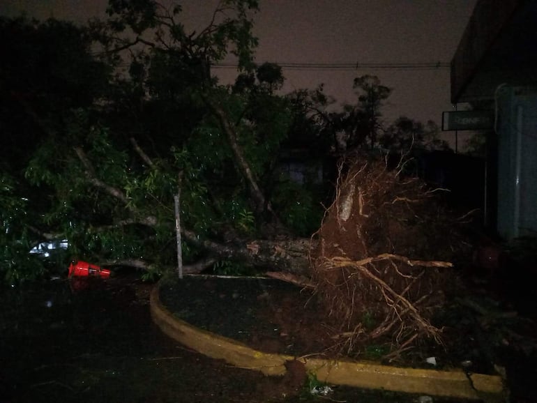 Árbol caído sobre la acera, con señales de advertencia cerca, en un ambiente oscuro y húmedo.