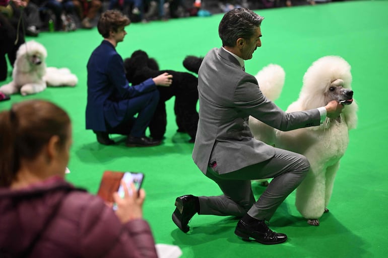 Caniches estándar son evaluados en el ring, en el grupo Utility, durante el tercer día del Crufts, la exposición canina, en el National Exhibition Centre de Birmingham, en el centro de Inglaterra, el 7 de marzo de 2026.