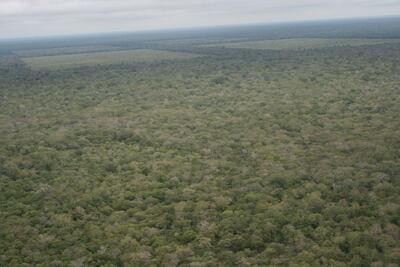 Vísta área de zonas forestales del Paraguay. Según el informe de Infona, difundido en agosto último, los bosques nativos representan el 36,6% de la superficie nacional, los palmares el 7,2% y las plantaciones forestales el 0,5% del área nacional,