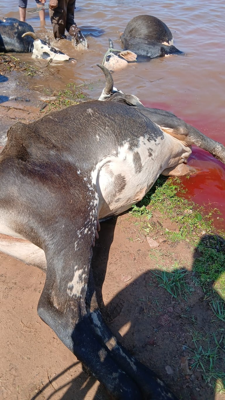 Ganados vacunos mueren ahogados debido a la crecida del río Paraná.