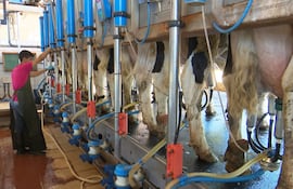 El uso de toros mejoradores para lograr vacas más productivas y con resistencia a problemas está favoreciendo a la lechería.