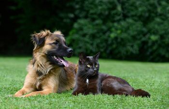 Los perros sufren más el calor que los gatos.