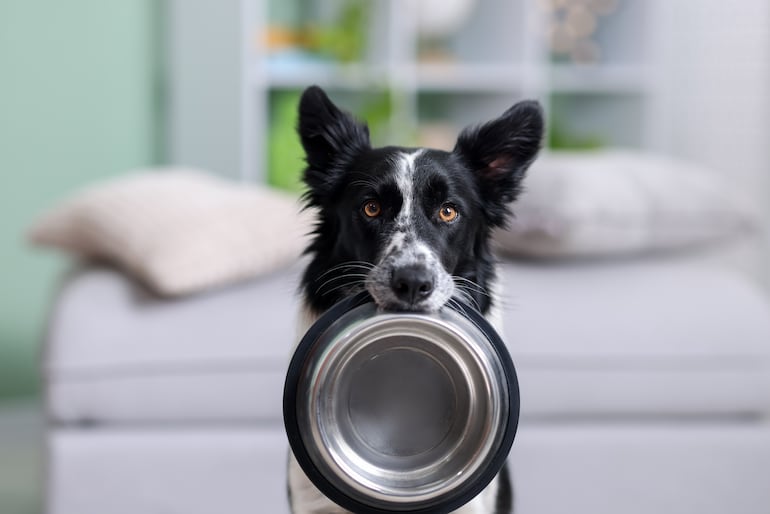 ¿Los huevos son un buen alimento para los perros?