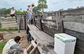 Vacunacion contra la fiebre aftosa en un establecimiento ganadero de la zona de Fuerte Olimpo.
