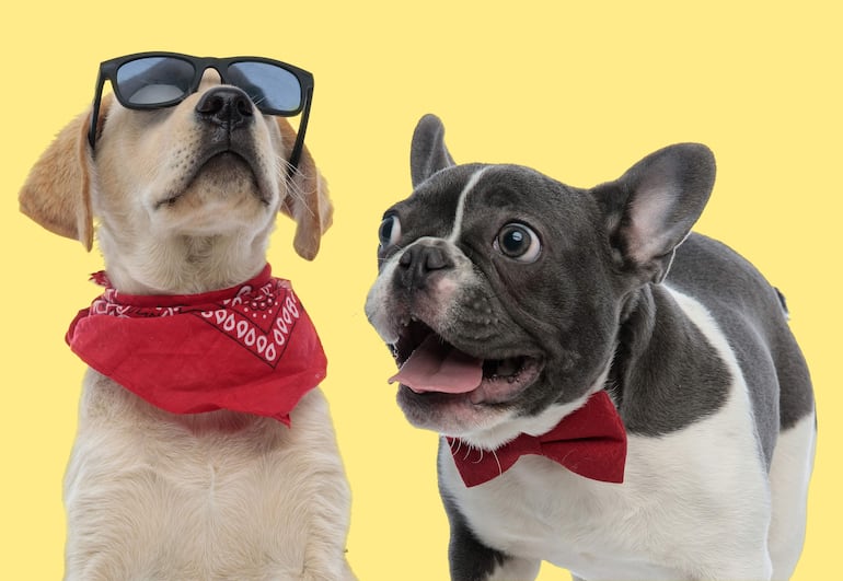 La Festiferia será el próximo domingo 8 de octubre desde las 16:00 hs .