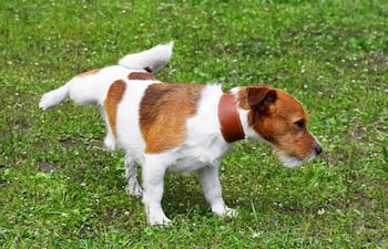 Perro orinando.