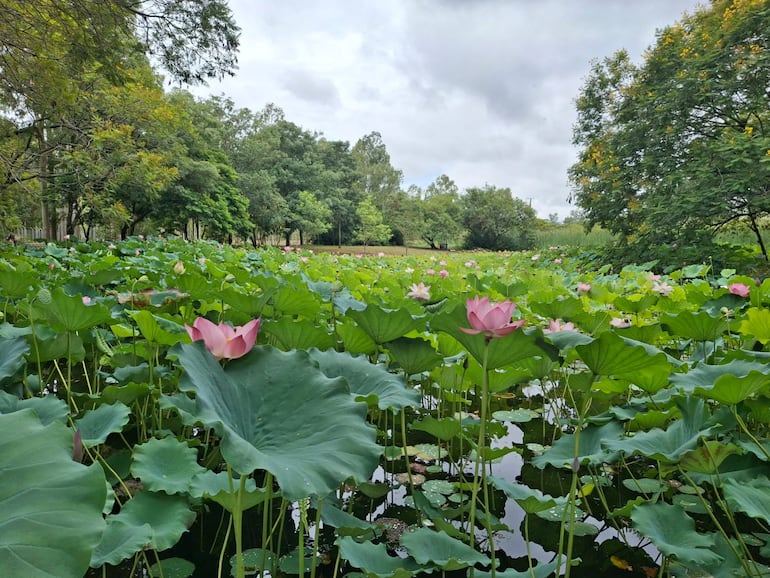 Flores de loto en el parque Ñu Guasu