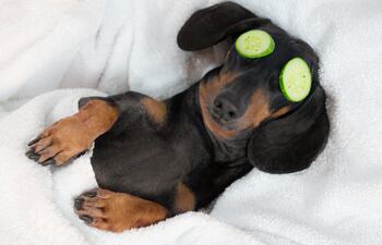 ¿Cuál es la mejor cama para tu perro?