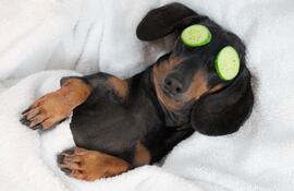 ¿Cuál es la mejor cama para tu perro?