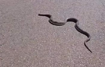 Serpiente de color oscuro en el centro de una carretera pavimentada, rodeada de áreas verdes.