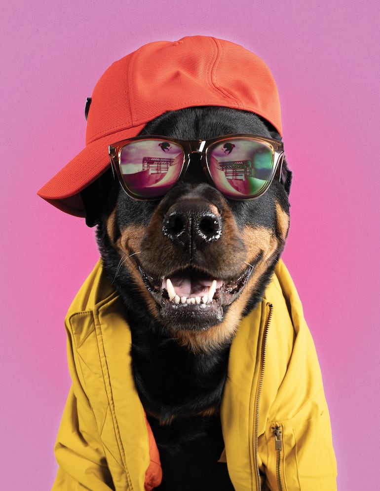 Concepto de adolescencia canina.