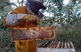 El productor exhibe un marco con cera y miel en un apiario rodeado de vegetación.