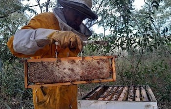 El productor exhibe un marco con cera y miel en un apiario rodeado de vegetación.
