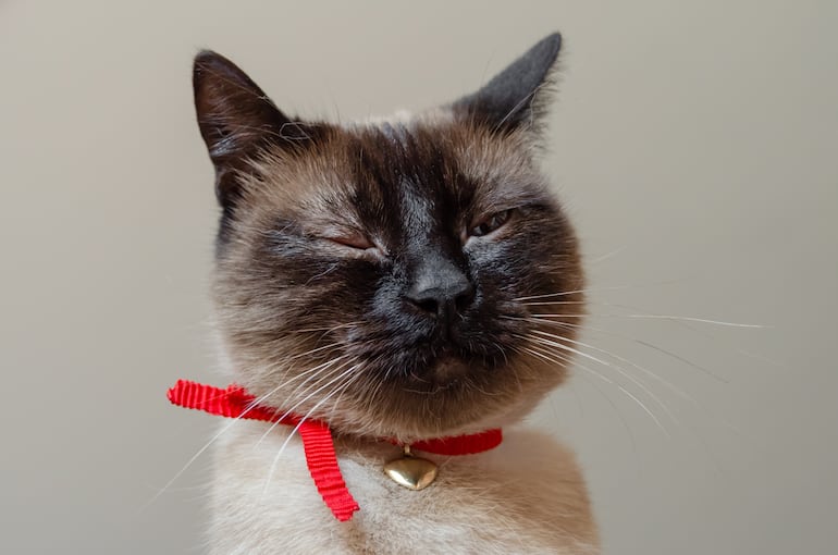 Gato con el ojo inflamado.