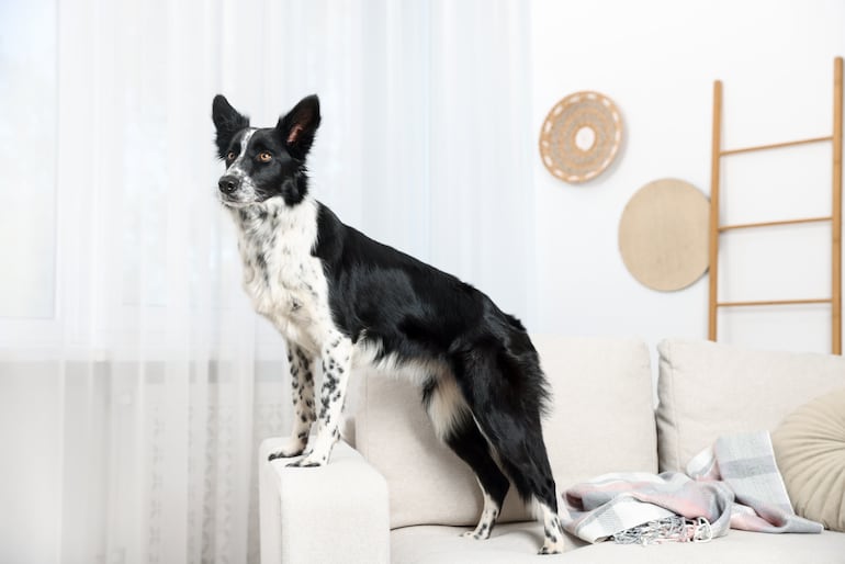 Un perro de la raza border collie está parado sobre un sofá.