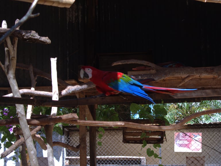 El emotivo reencuentro de Romeo y Julieta, los guacamayos más famosos de Encarnación