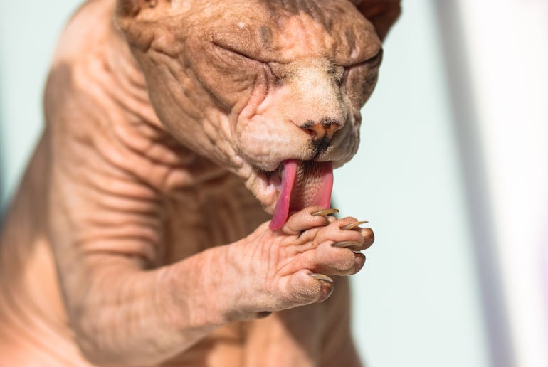 Gatos sphynx se lame.