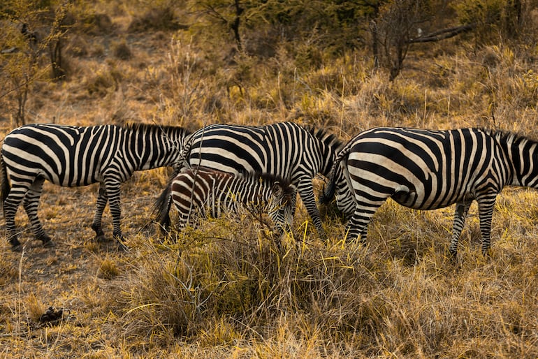 Cebras en el Parque Nacional Akagera, Ruanda