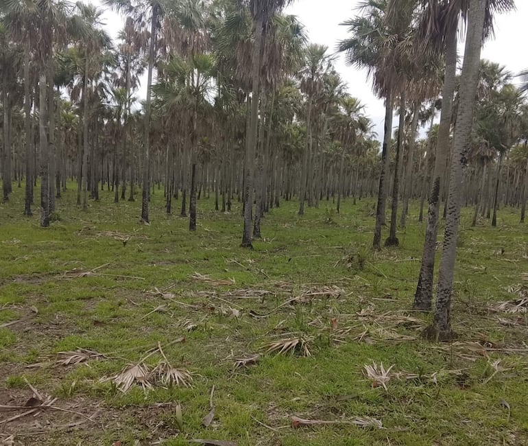 Paisaje agrícola con hileras de palmeras en un suelo verde, sin personas visibles y bajo un cielo nublado.