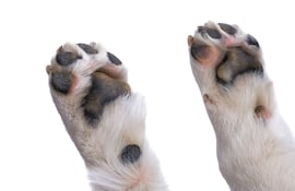 Pata de perro.