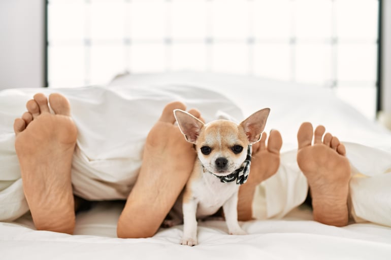 Perro a los pies de sus humanos.