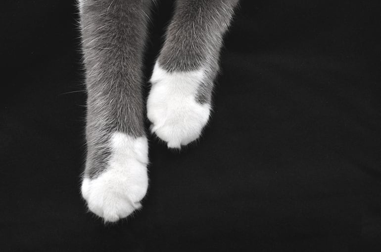 Patas de gato.