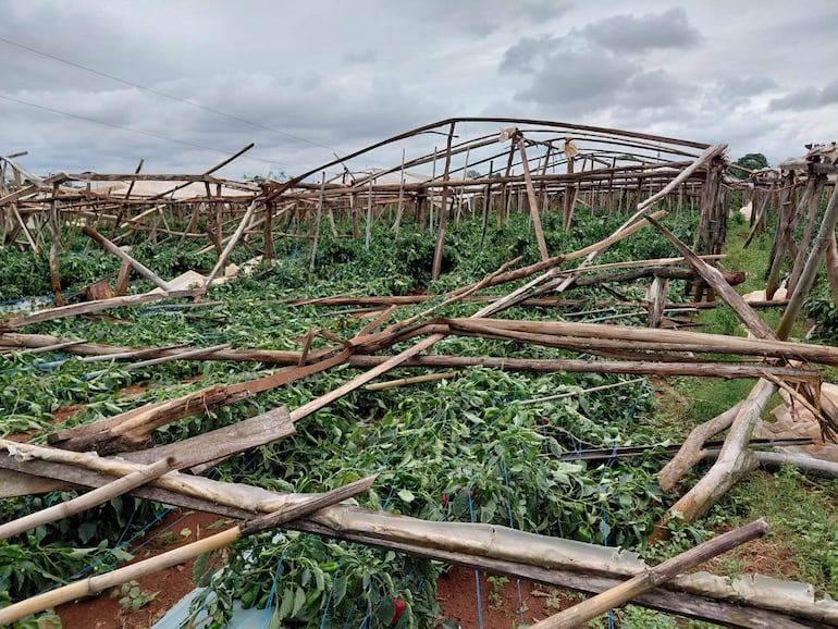 Invernadero destruido con estructura de madera caída, plantas de pimientos tumbadas y desorden en el suelo.