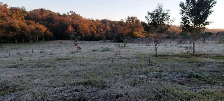 Campo cubierto de escarcha al amanecer, con hierba y arbustos dispersos y un bosque al fondo.