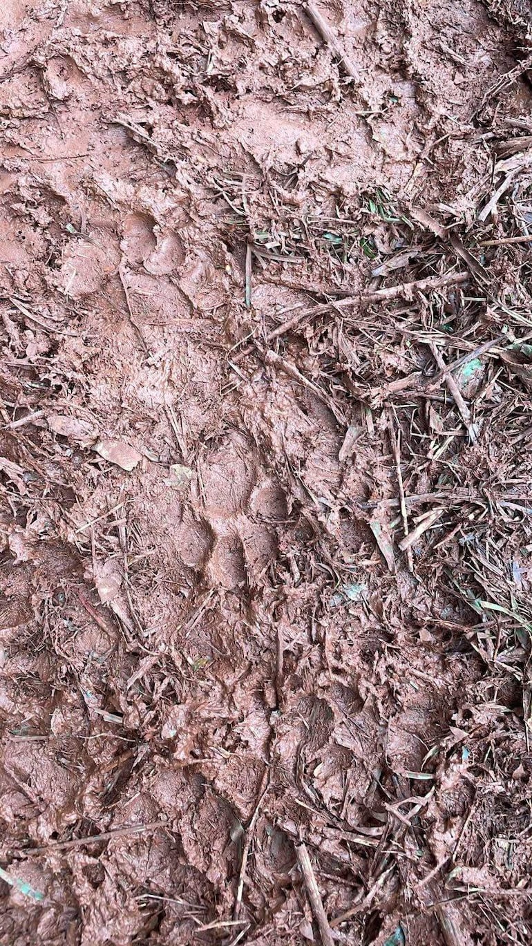 Terreno de tierra húmeda con huellas de pisadas rodeadas de hojas y barro en un área rural.