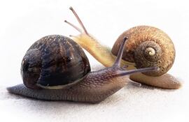 Ambientalistas de Nueva Zelanda han lanzado una campaña para hallar pareja a un caracol zurdo, cuya lateralidad le deja pocas probabilidades de apareamiento, con la que se espera que los ciudadanos ayuden a encontrar un espécimen que encaje con Ned, como se ha bautizado al molusco.