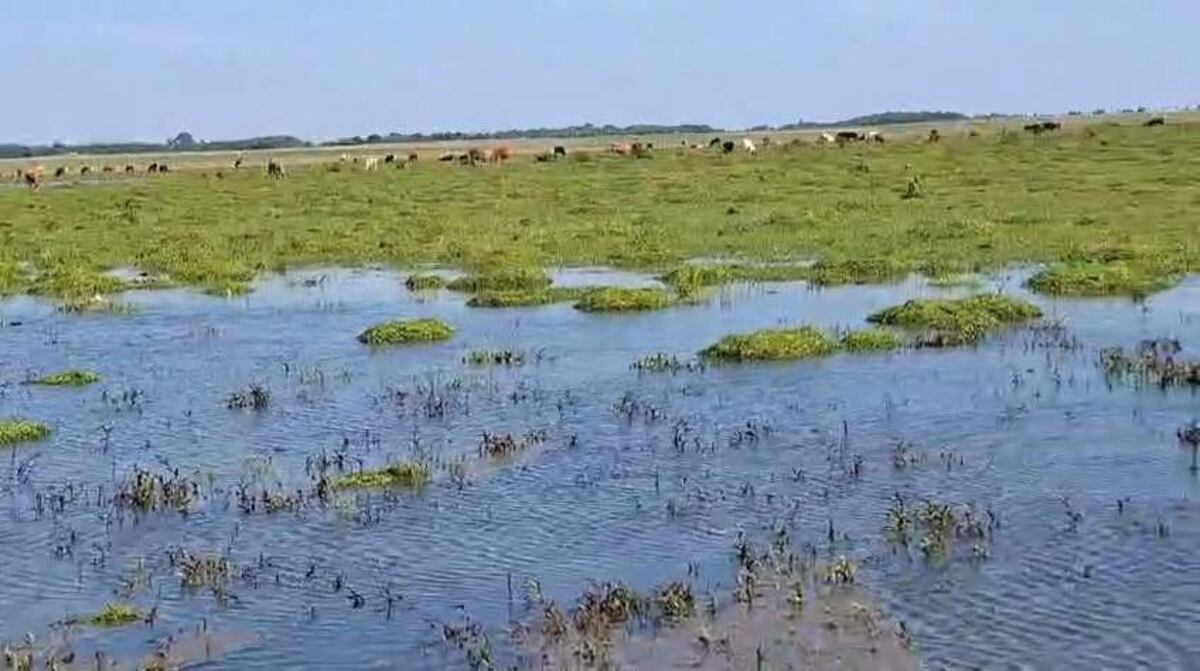 Campesinos de San Ignacio reclaman asistencia tras inundación de campos comunales