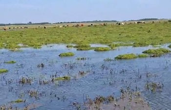 Paisaje rural con campo verde inundado y vacas pastando en el fondo bajo un cielo despejado.