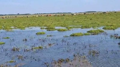 Paisaje rural con campo verde inundado y vacas pastando en el fondo bajo un cielo despejado.
