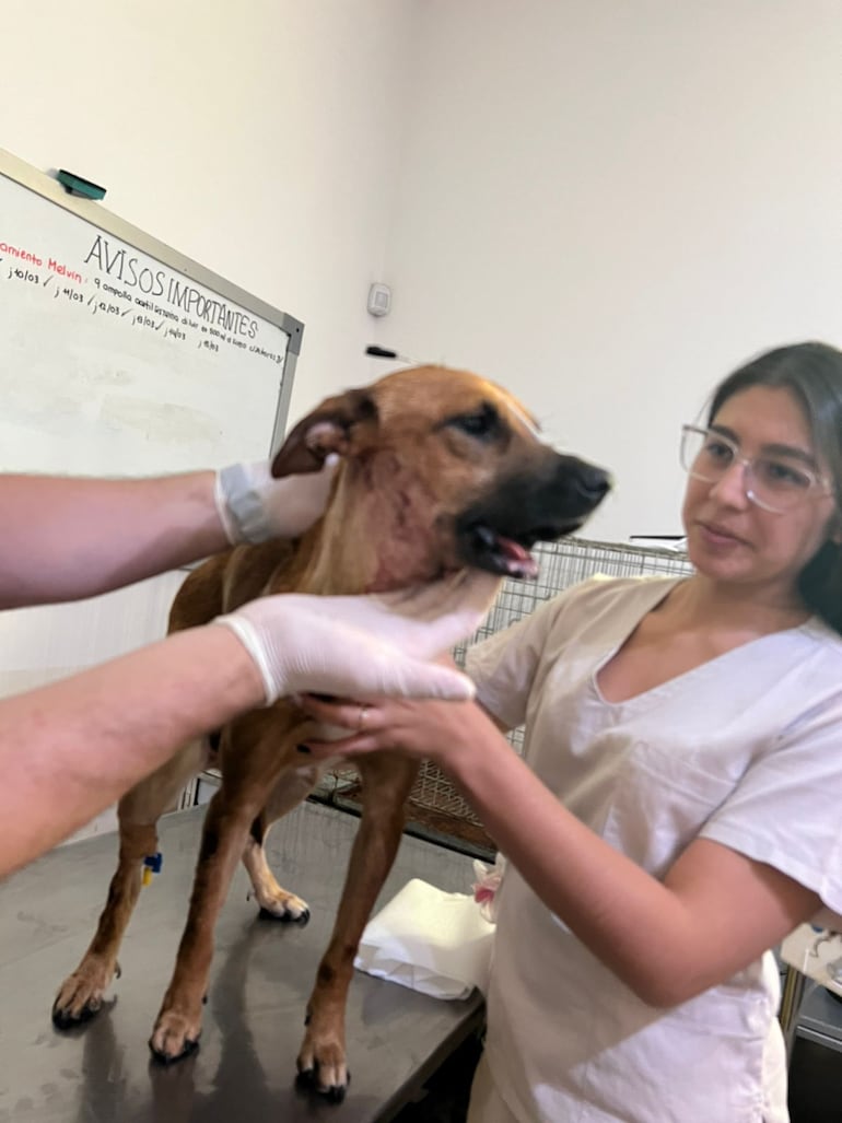 Canela se encuentra en recuperación luego de la exitosa cirugía a la que fue sometida para la colocación de una prótesis mandibular