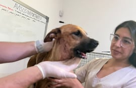 Canela se encuentra en recuperación luego de la exitosa cirugía a la que fue sometida para la colocación de una prótesis mandibular