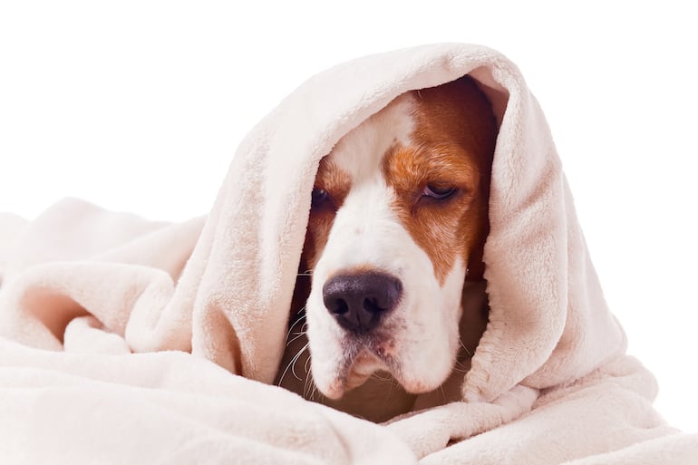 Perro enfermo, imagen ilustrativa.