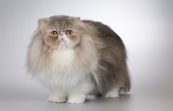 Gato persa.
