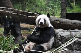El panda gigante Lei Lei come bambú en el Zoológico de Ueno, en Tokio, Japón, el 25 de enero de 2026.