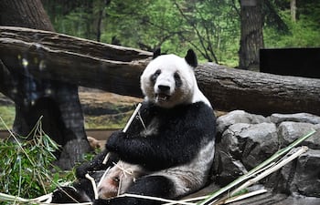 El panda gigante Lei Lei come bambú en el Zoológico de Ueno, en Tokio, Japón, el 25 de enero de 2026.