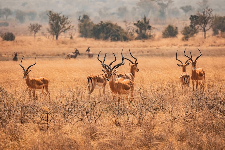 Gacelas de impala en el Parque Nacional Akagera, Ruanda.