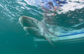Imagen ilustrativa: un tiburón de punta negra.