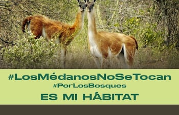 Médanos del Chaco, hábitat de los Guanacos.
