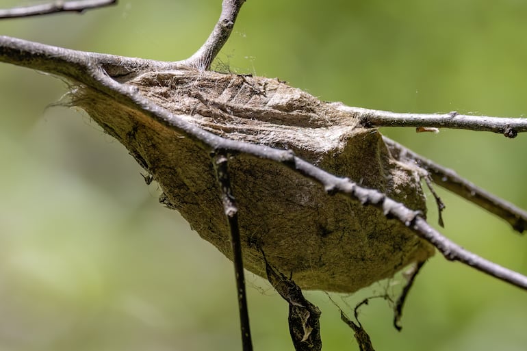 Polilla Hyalophora cecropia.