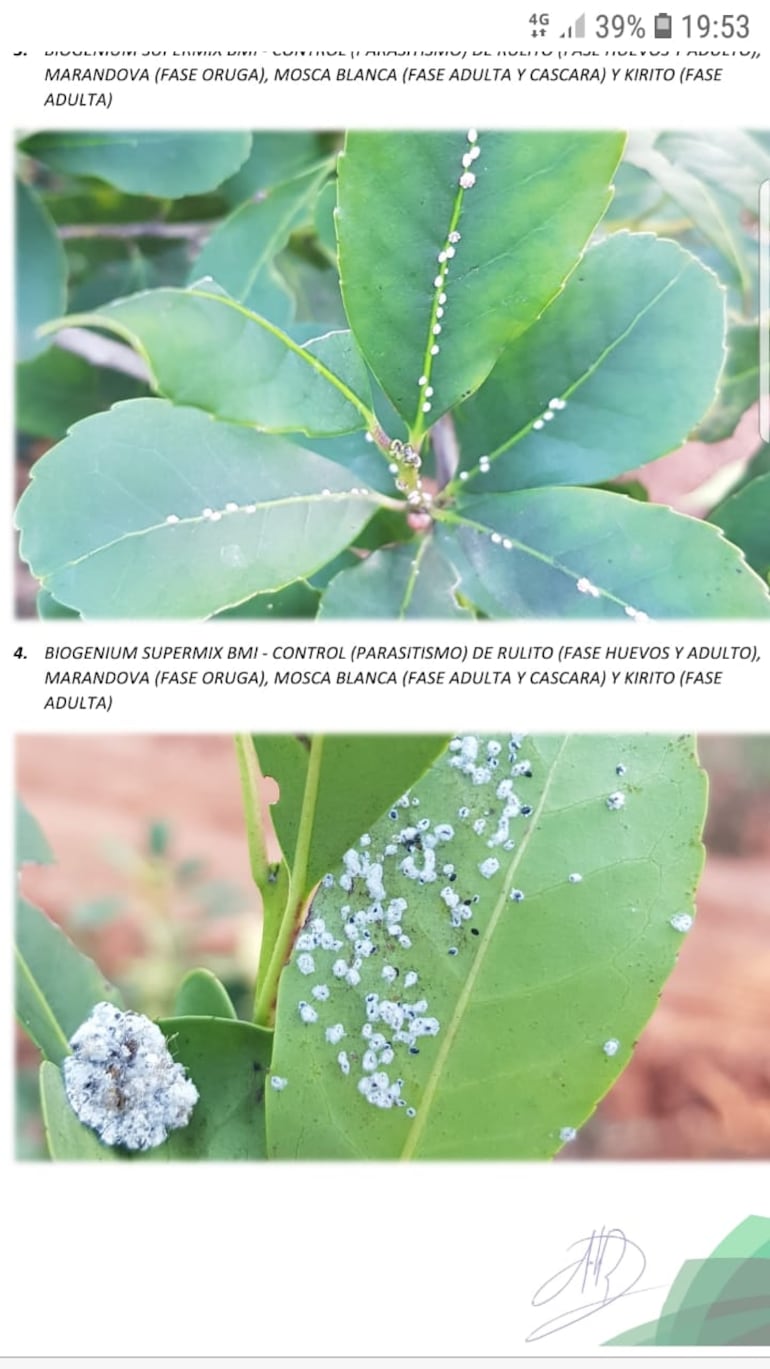 hongos en cultivos de yerba mate