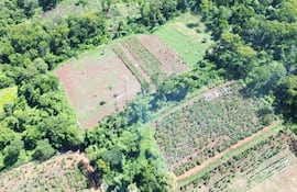 La plantación de marihuana mecanizada en la colonia Cerro Kuatia de Capitán Bado.