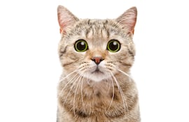 Gato mirando