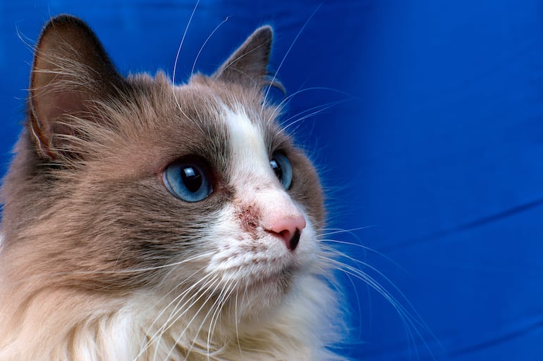 Acné felino, imagen ilustrativa.