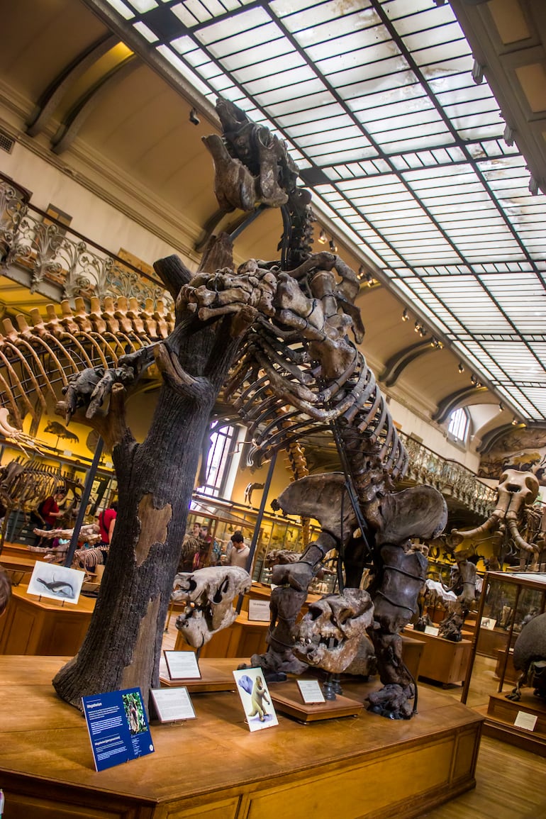 Megatherium, Museo de Historia Natural, París, Francia.